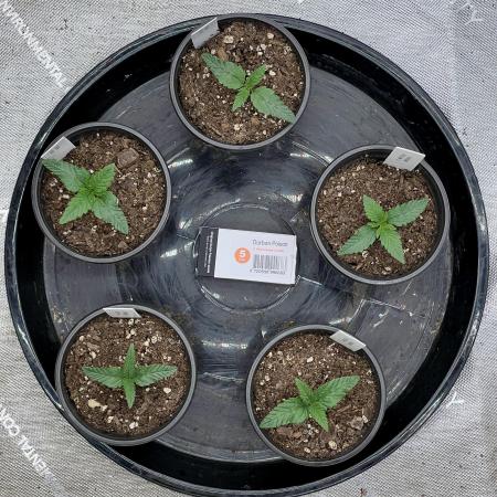 Flagship Photoperiod Grow
