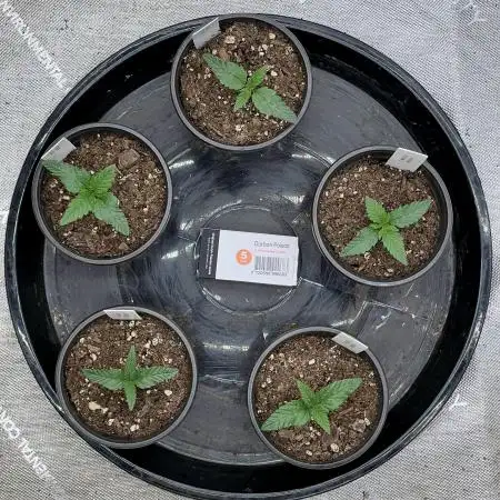 Flagship Photoperiod Grow