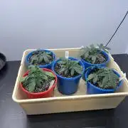 Flagship Photoperiod Grow