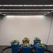 Flagship Photoperiod Grow