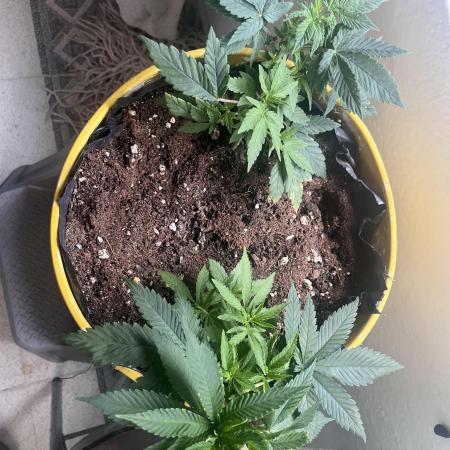 Euphoria & Shaman