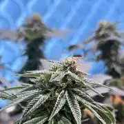 Euphoria & Shaman