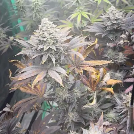 Strawberry frosting #5 S1