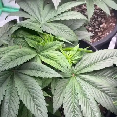 Strawberry frosting #5 S1
