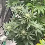Strawberry frosting #5 S1