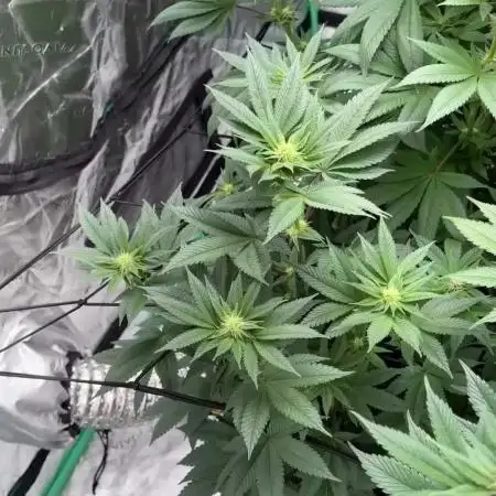 Strawberry frosting #5 S1
