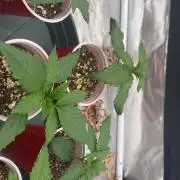 Buff Berries x Animal Tsunami