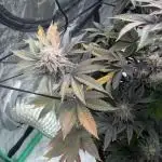 Strawberry frosting #5 S1