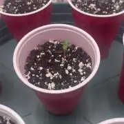 Buff Berries x Animal Tsunami