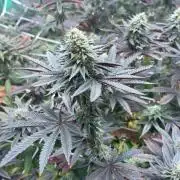 Grape Gas X Beejays