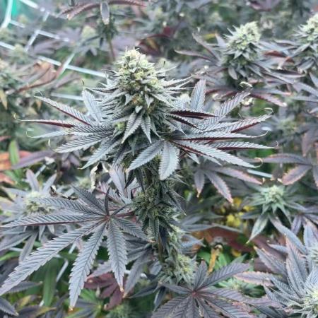 Grape Gas X Beejays