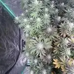 Strawberry frosting #5 S1