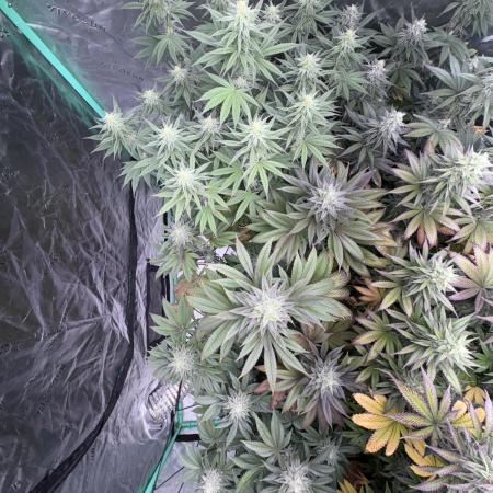 Strawberry frosting #5 S1