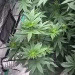 Strawberry frosting #5 S1