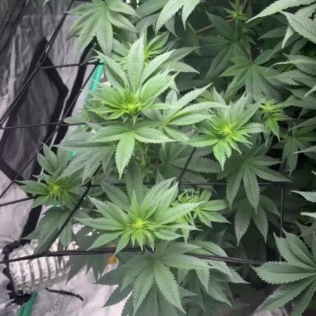 Strawberry frosting #5 S1