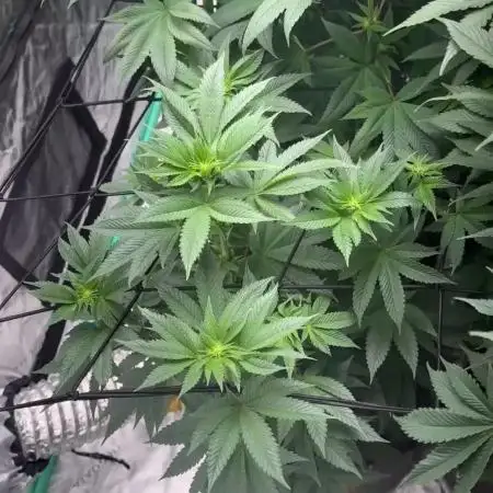Strawberry frosting #5 S1