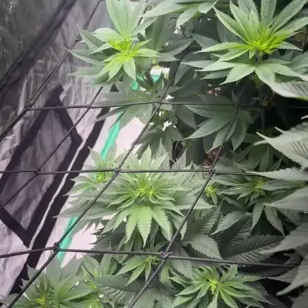Strawberry frosting #5 S1