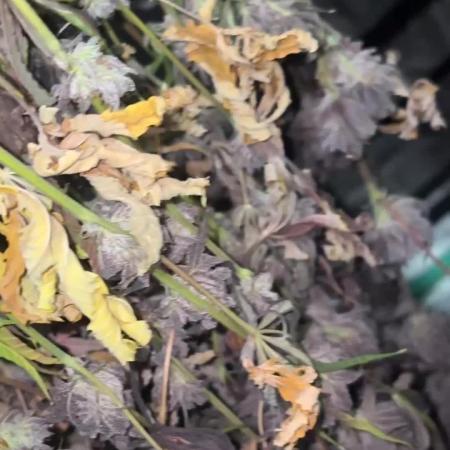 Grape Gas X Beejays