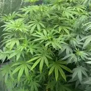 Grape Gas X Beejays