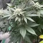 Strawberry frosting #5 S1