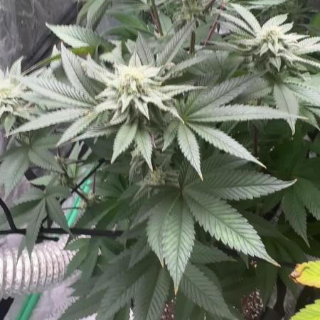 Strawberry frosting #5 S1