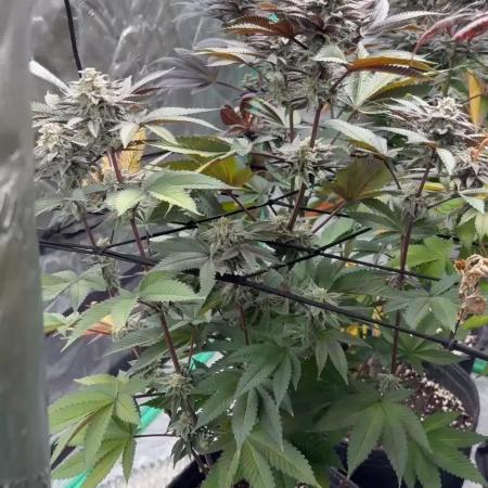 Strawberry frosting #5 S1