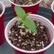 Buff Berries x Animal Tsunami