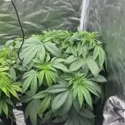 Strawnana