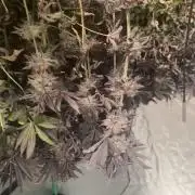 Strawnana