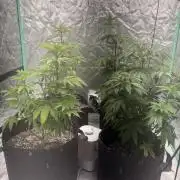 Buff Berries x Animal Tsunami