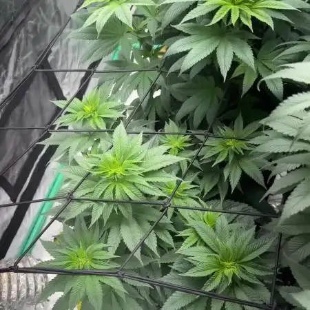 Strawberry frosting #5 S1