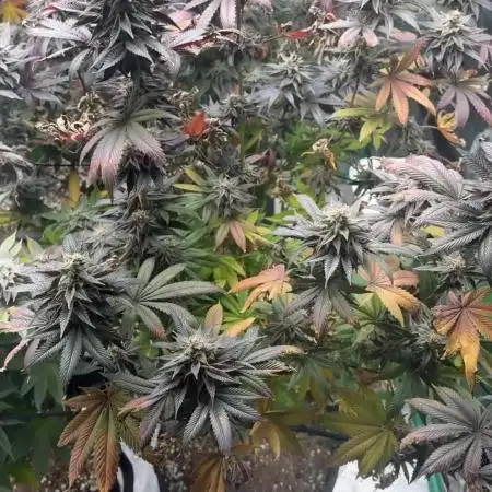 Buff Berries