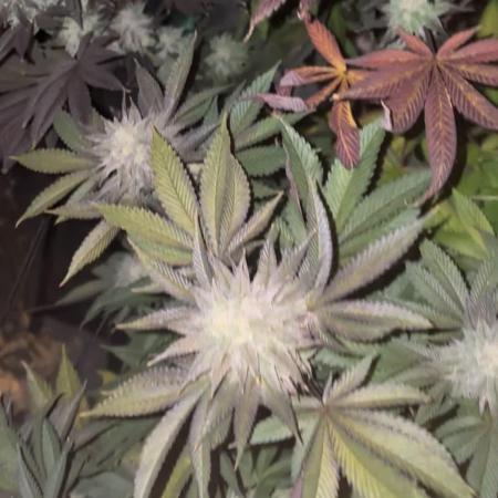 Strawberry frosting #5 S1