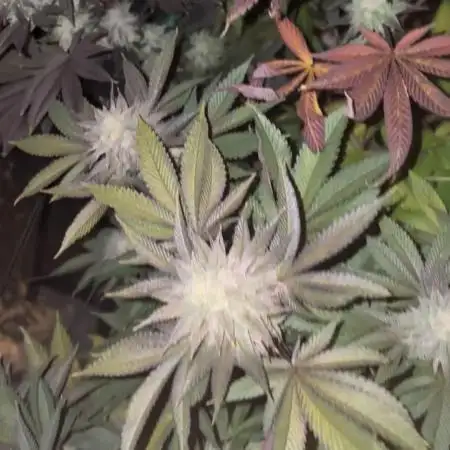 Strawberry frosting #5 S1