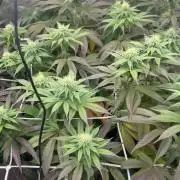 Strawnana