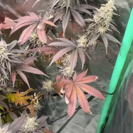 Buff Berries