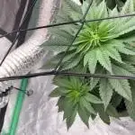 Strawberry frosting #5 S1