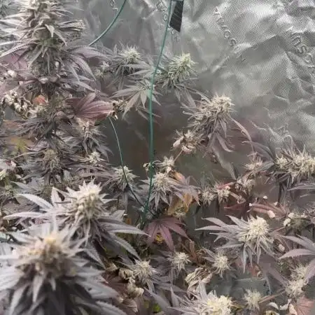 Buff Berries