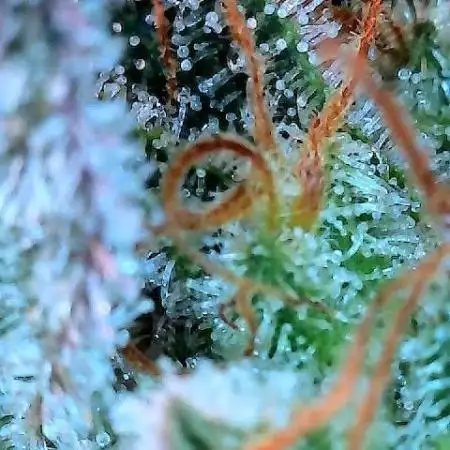 Cookies Gelato (Photo)