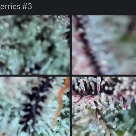 Buff Berries