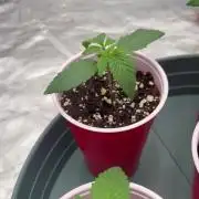 Buff Berries x Animal Tsunami