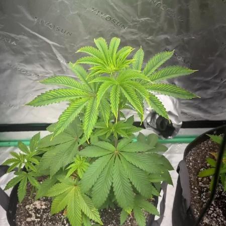 Buff Berries x Animal Tsunami