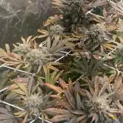 Grape Gas X Beejays