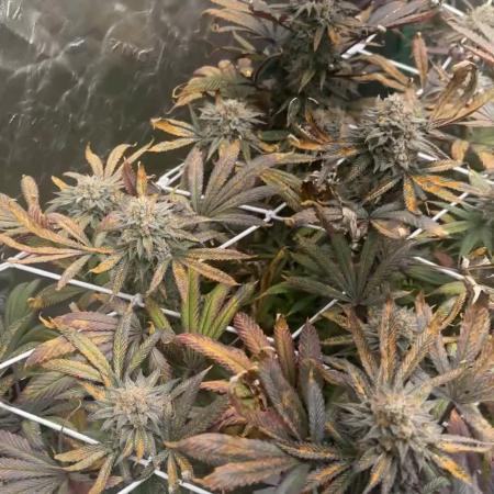 Grape Gas X Beejays