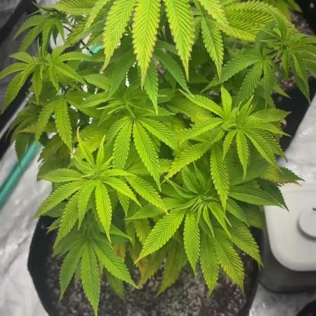 Buff Berries x Animal Tsunami
