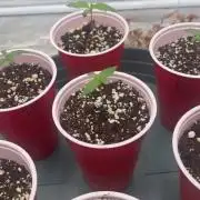 Buff Berries x Animal Tsunami