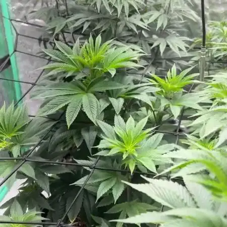 Strawberry frosting #5 S1