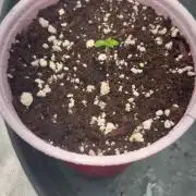 Buff Berries x Animal Tsunami
