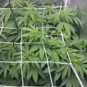Strawnana