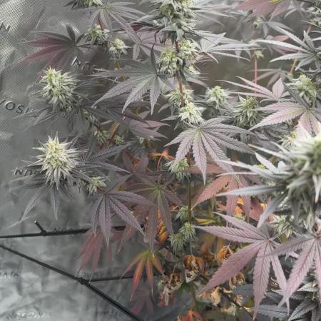 Strawberry frosting #5 S1